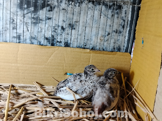 কিং কোয়েল (King Quail)